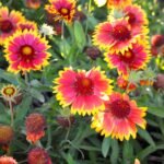 Gaillardia Mixed Color Flower Seeds