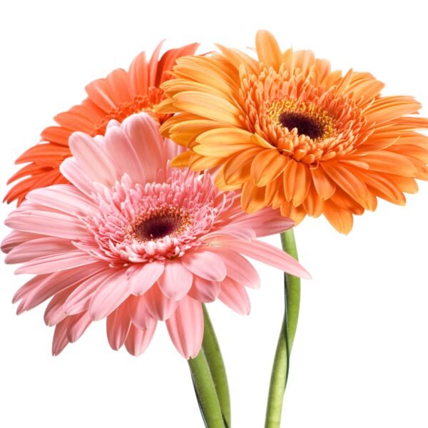 Gerbera Mix Color Flower Seeds