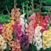 Gladiolus Assorted Color Flower Bulb