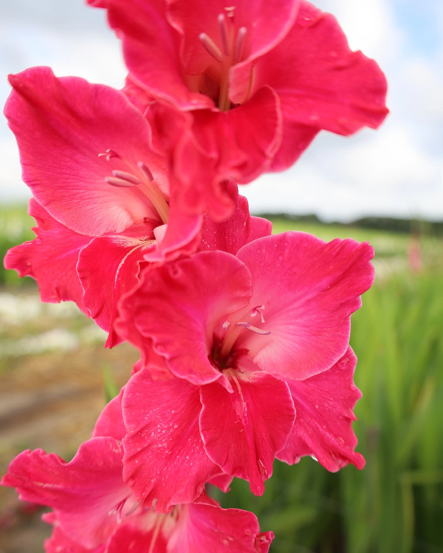 Gladiolus Fairytale Pink Color Flower Bulb