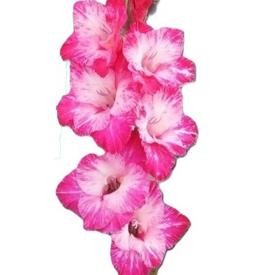 Gladiolus Madam Flower Bulb
