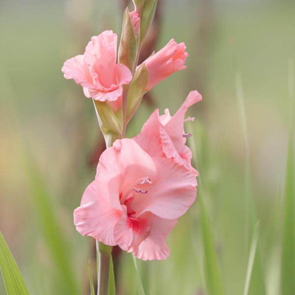 Gladiolus Pink Color Flower Bulb