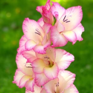 Gladiolus Pricilla Color Flower Bulb