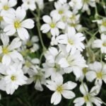 Gypsophila Snow White Color Flower Seeds