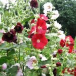 Hollyhock Mixed Colors Flower Seeds