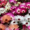 Ice Plant Mesembryanthemum Mixed Color Flower Seeds