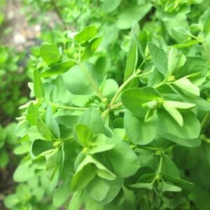 Kasuri Methi Fenugreek Herb Vegetable Seeds