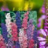 Larkspur Beauty Mixed Color Flower Seeds