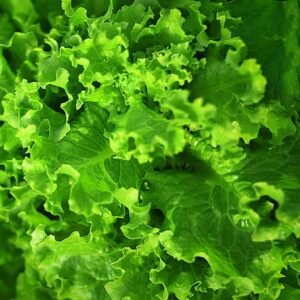 Lettuce Green Salad Vegetable Seeds