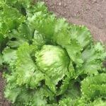 Lettuce Iceberg Salad Vegetable Seeds
