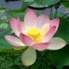 Lotus Kamal Flower Seeds