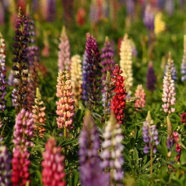Lupins Mixed Color Flower Seeds