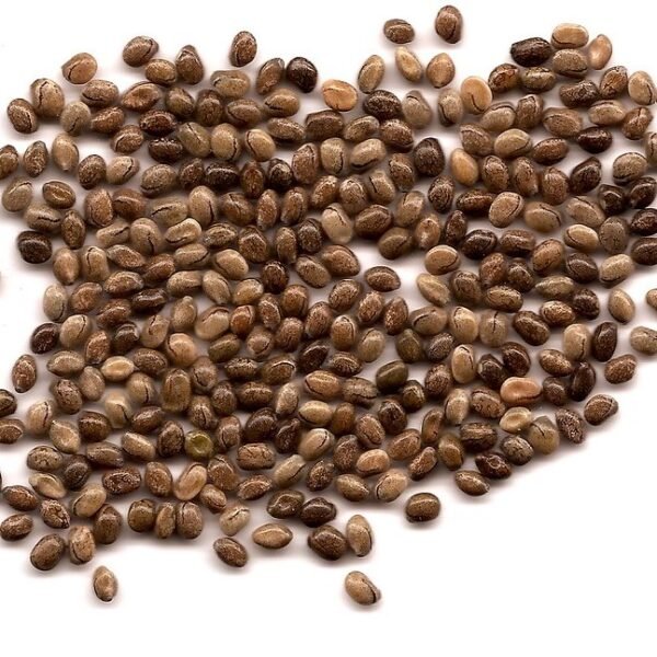 Lupins Mixed Color Flower Seeds
