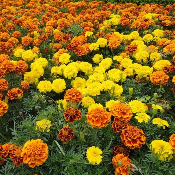Marigold French Jafri Mixed Color Flower Seeds