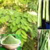 Moringa Oleifera Drumstick Sahjan Vegetable Seeds