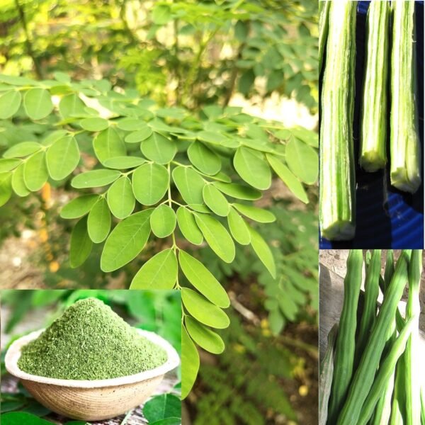 Moringa Oleifera Drumstick Sahjan Vegetable Seeds