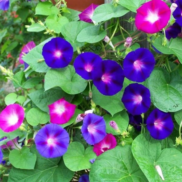 Morning Glory Ipomoea Creeper Mix Color Flower Seeds