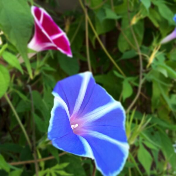 Morning Glory Ipomoea Creeper Mix Color Flower Seeds 3