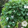 Morning Glory White Moonflower Plant Seeds