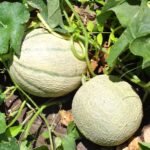 Muskmelon Kharbooza Fruit Seeds