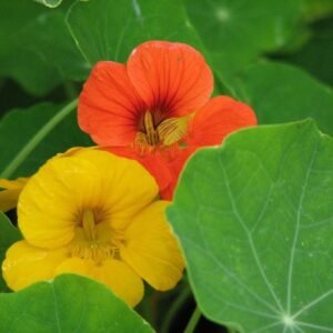 Nasturtium Alaska Mixed Color Flower Seeds