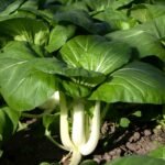 Pak Choy Vegetable Seeds