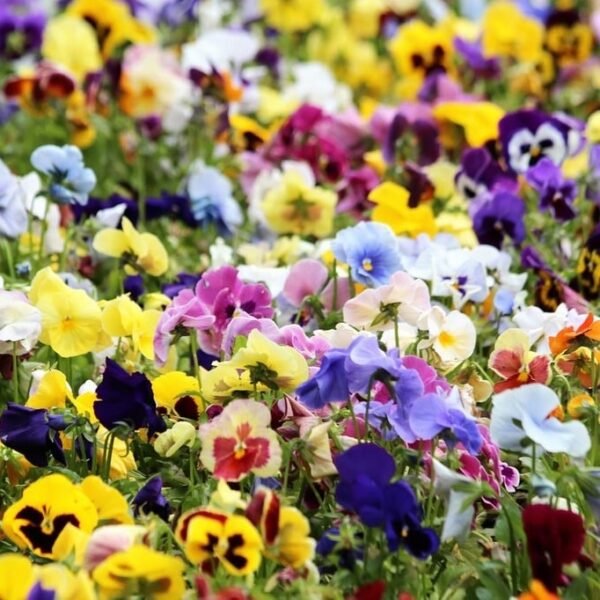 Pansy Viola Mixed Color Flower Seeds