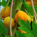 Papaya F1 Hybrid Fruit Seeds