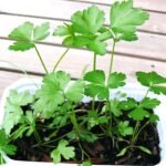 Parsley Herb Seeds