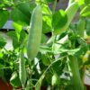 Peas Sweet Green Matar Vegetable Seeds
