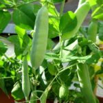 Peas Sweet Green Matar Vegetable Seeds