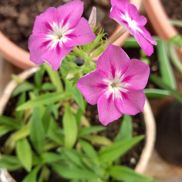 Phlox Mixed Color Flower Seeds 2
