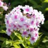 Phlox Mixed Color Flower Seeds