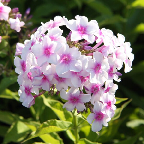 Phlox Mixed Color Flower Seeds