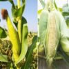 Regular Corn Desi Makka Vegetable Seeds