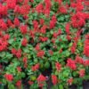 Salvia Bon Fire Red Color Flower Seeds