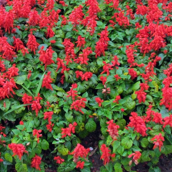Salvia Bon Fire Red Color Flower Seeds