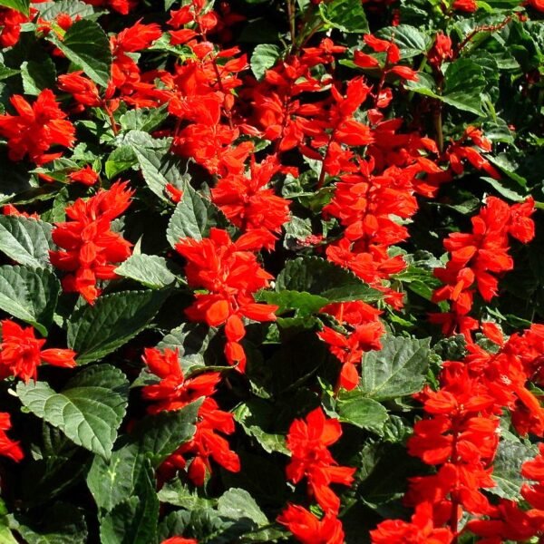 Salvia Bon Fire Red Color Flower Seeds