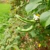 Sem Fali Dolichos Flat Beans Vegetable Seeds