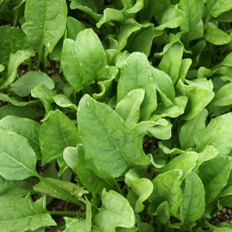 Spinach Palak Desi Vegetable Seeds