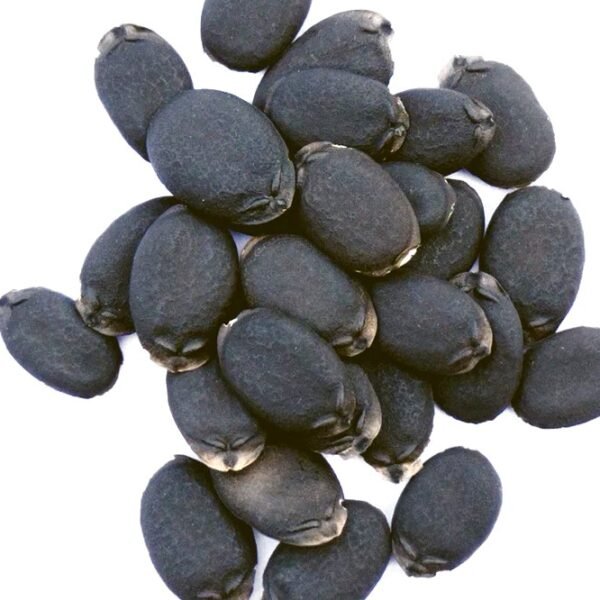 Sponge Gourd Tori Turai Vegetable Seeds
