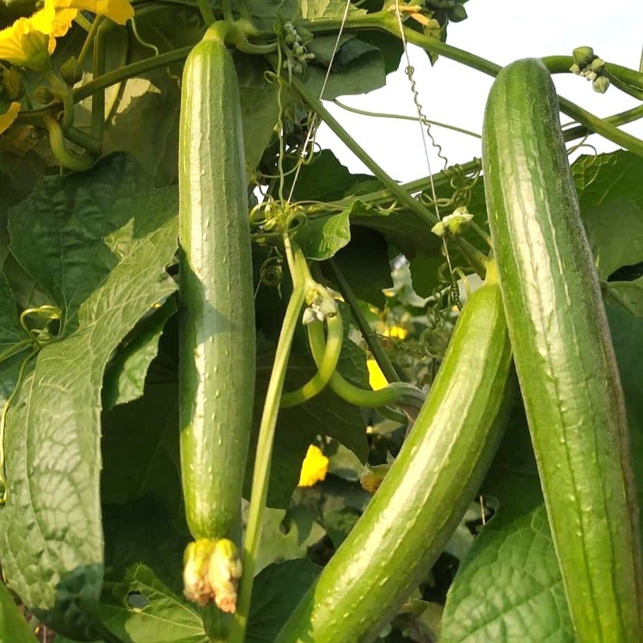 Sponge Gourd Tori Turai Vegetable Seeds
