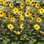 Sunflower Miniature Multi Flower Seeds