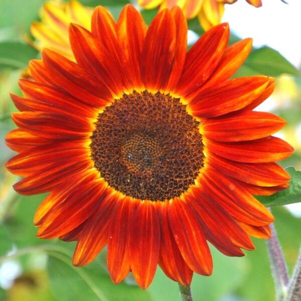 Sunflower Red and Brown Flower Seeds
