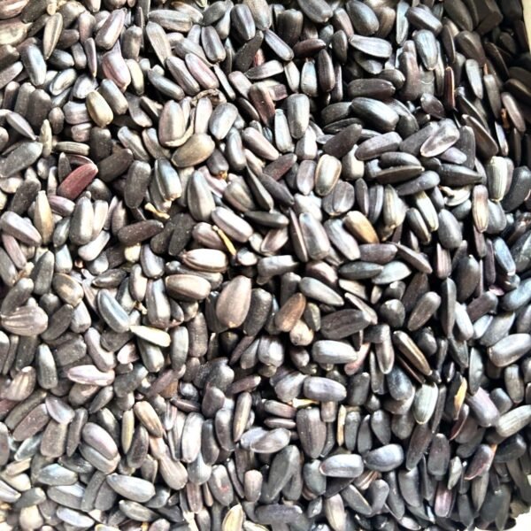 Sunflower Red and Brown Flower Seeds1