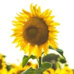 Sunflower Russian Giant Surajmukhi Flower Seeds
