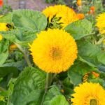 Sunflower Tall Sungold Flower Seeds