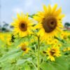 Sunflower Tall Surajmukhi Flower Seeds