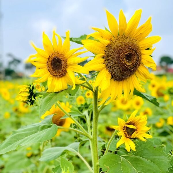 Sunflower Tall Surajmukhi Flower Seeds