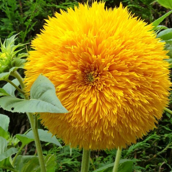 Sunflower Teddy Bear Flower Seeds (1)